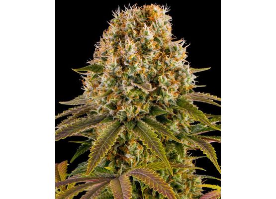 Barney’s Farm Strawberry Lemonade (3)