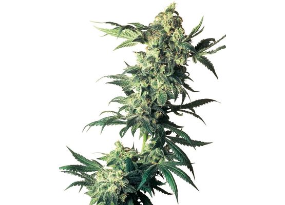 Sensi Seeds Northern Lights (5)