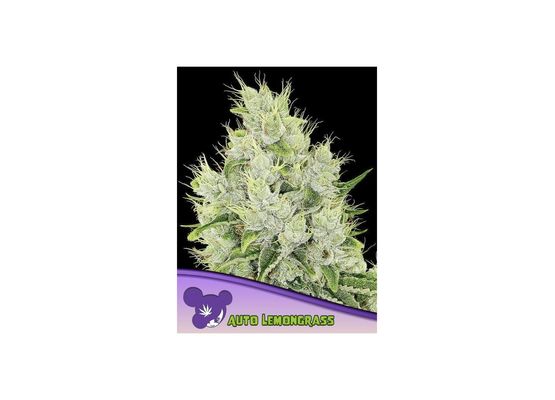 Anesia Seeds Lemongrass Auto (3)