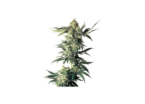 Sensi Seeds Northern Lights Reg. (10)