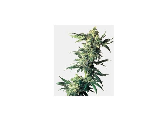 Sensi Seeds Northern Lights (3)