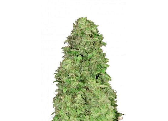 420FastBuds CBD 20:1 Auto (1)