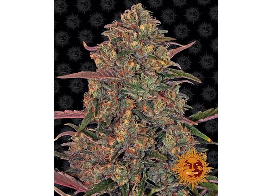 Barney’s Farm Pineapple Chunk (1)
