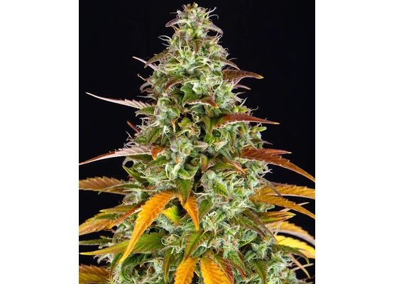Barney’s Farm Watermelon Zkittlez Auto (1)