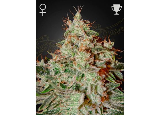 Green House Seeds Lemon Skunk (5)