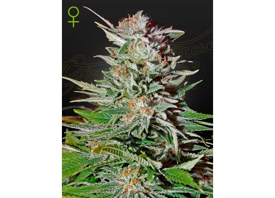 Green House Seeds Super Lemon Haze Auto (5)