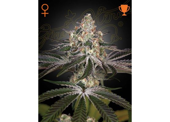 Green House Seeds Green House White Widow (10)