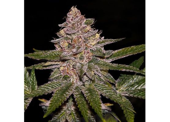 Ripper Seeds Radical Juice (5)