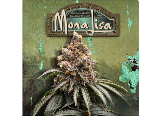 T.H. Seeds Mona Lisa Fem. 6 Stück