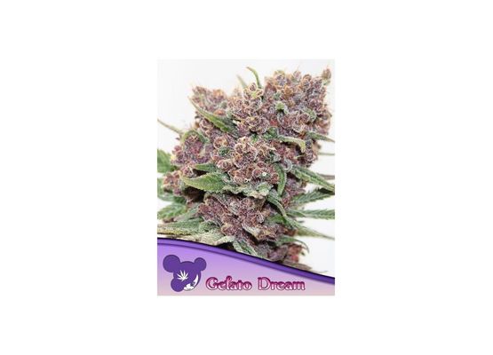 Anesia Seeds Gelato Dream (3)