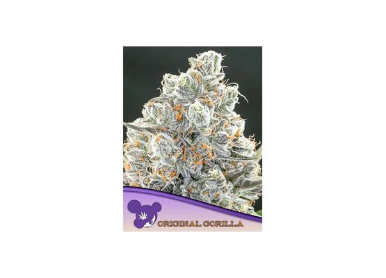 Anesia Seeds Original Gorilla #4 (3)