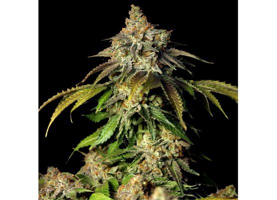Growheads Bruce Banner Auto (1)
