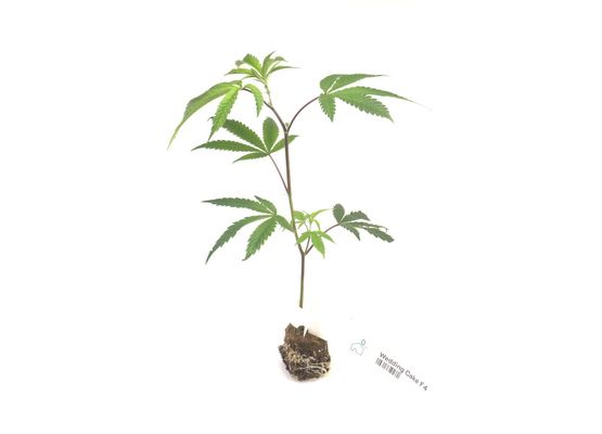 Steckling - Wedding Cake F4 Seedjunky