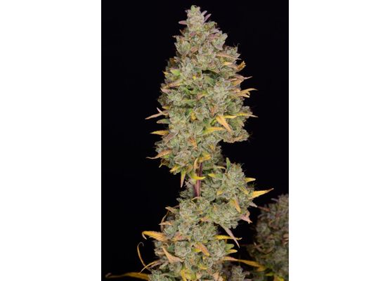 420FastBuds Bulk Gelato Auto (1)