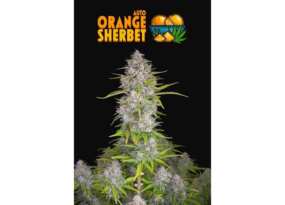 420FastBuds Orange Sherbet Auto (1)