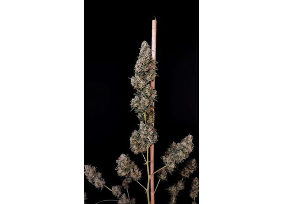 420FastBuds Bulk Original Cheese Auto (1)