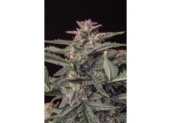 420FastBuds Original White Widow Auto (1)