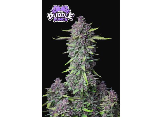 420FastBuds Purple Punch Auto (1)
