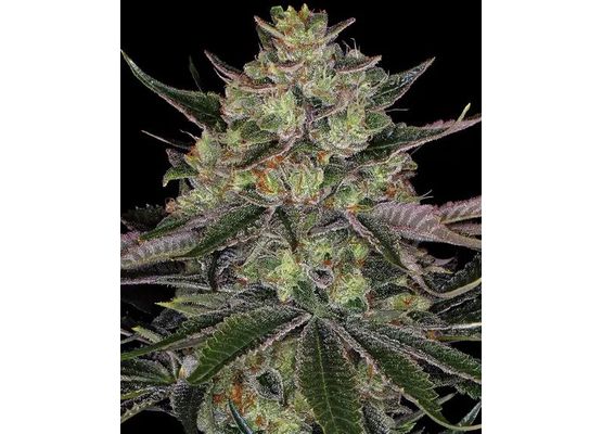 Barney’s Farm Gorilla Zkittlez (3)