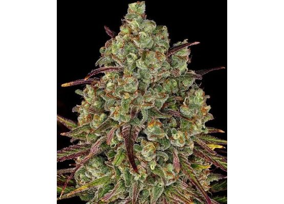 Barney’s Farm Tangerine Dream (3)