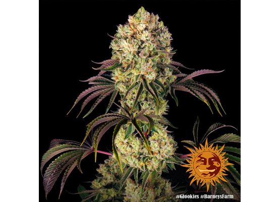 Barney’s Farm Glookies (3)