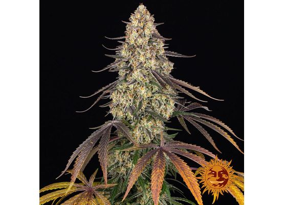 Barney’s Farm Kush Mintz (3)