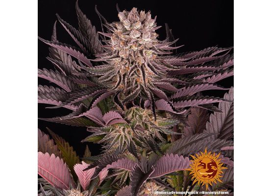 Barney’s Farm Mimosa x Orange Punch (3)