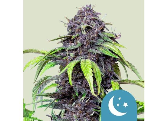 Royal Queen Seeds Purplematic CBD (5)