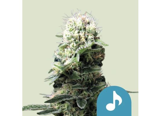 Royal Queen Seeds Dance World CBD (5)