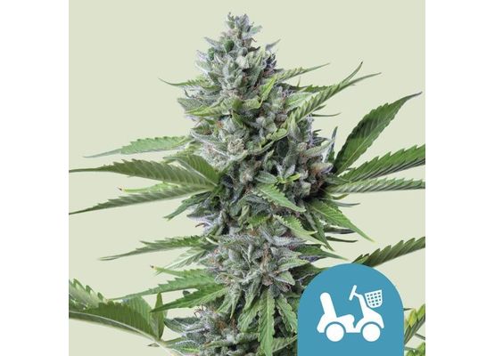 Royal Queen Seeds Fast Eddy Auto CBD (3)