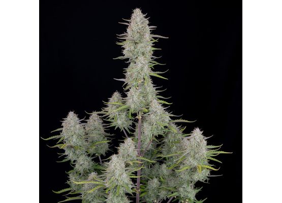 420FastBuds Wedding Cheesecake Auto (1)