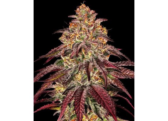Barney’s Farm Mimosa x Orange Punch Auto (3)