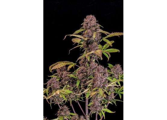 420FastBuds Lemon Cherry Cookies (3) Auto