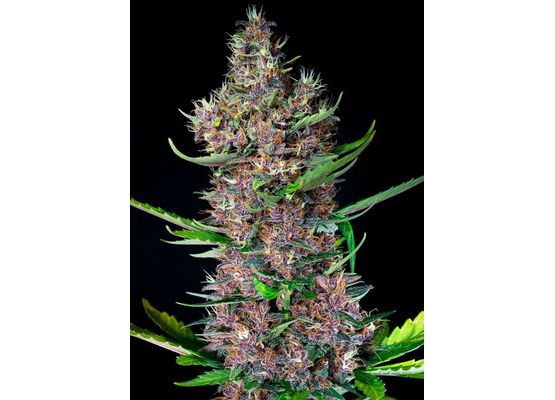 Sweet Seeds Red Poison Auto (3)