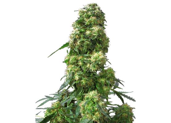 Sensi Seeds Early Skunk (3)
