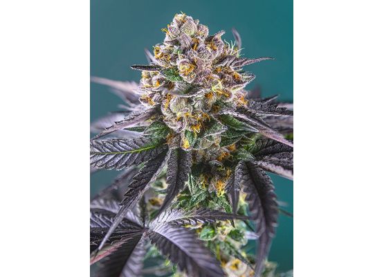 Sweet Seeds Red Strawberry Banana auto (3+1)
