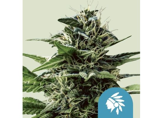Royal Queen Seeds Tatanka Pure CBD (3)
