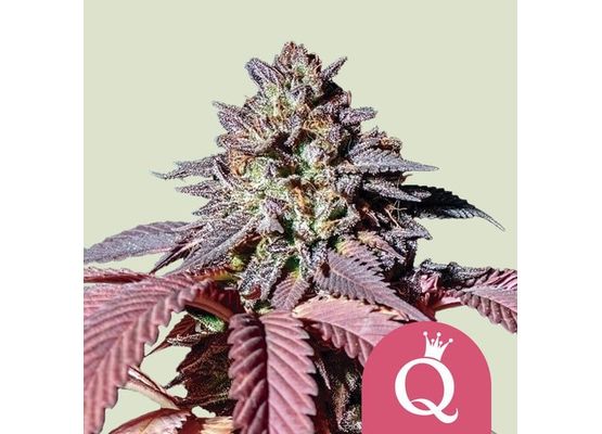 Royal Queen Seeds Purple Queen (5)