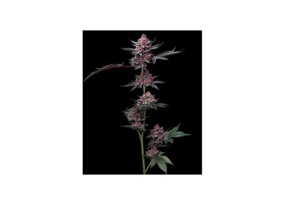 Barney’s Farm Cherry Poppers (3)