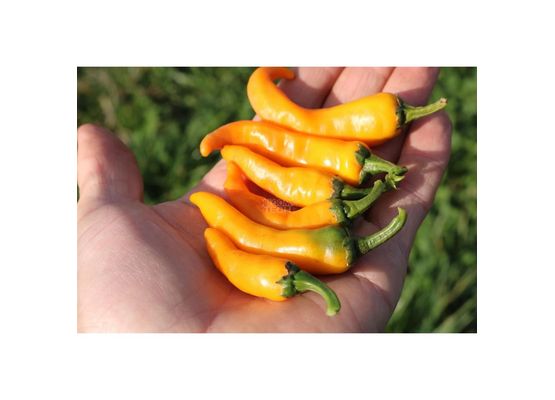 Chili Cayorange
