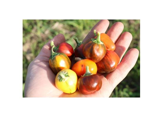 Paprika CA44 (Madame Paraplü)