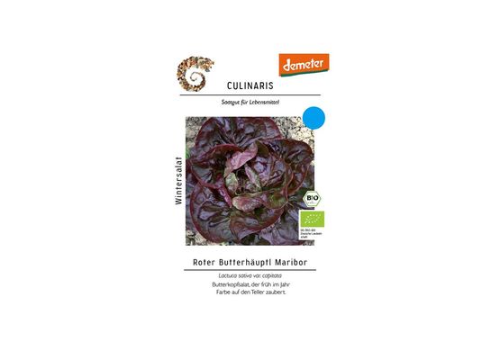Wintersalat Roter Butterhäuptl Maribor