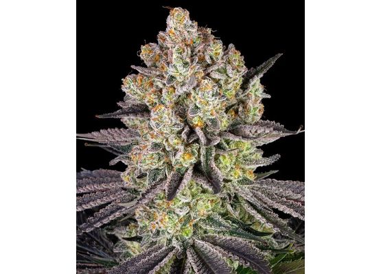 Barney’s Farm Runtz (1)