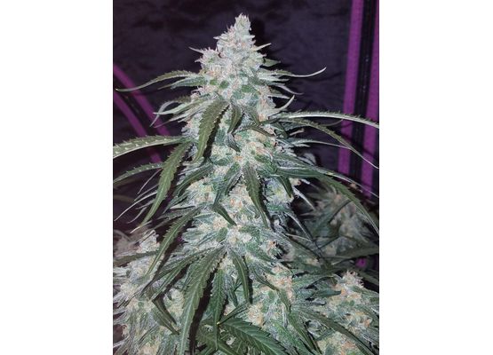 420FastBuds Pineapple Express (10)