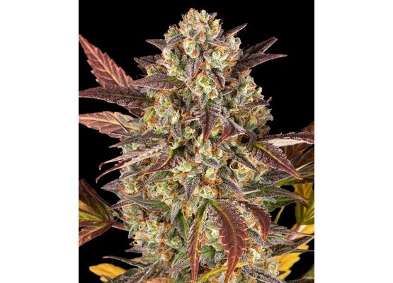 Barney’s Farm Amnesia Haze Auto (5)