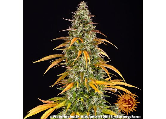 Barney’s Farm Watermelon Zkittlez Auto (3)