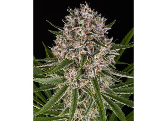 Barney's Farm Lemon Haze Auto (5)