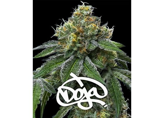 Barney’s Farm RS11 x Banana OG (3)
