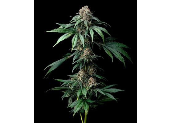 Barney’s Farm Mendo Breath (3)
