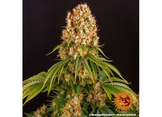 Barney’s Farm Orange Sherbet (3)